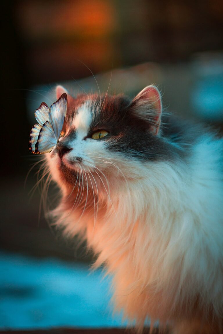 Cat Jabs: Which Vaccinations Does Your Cat Need?