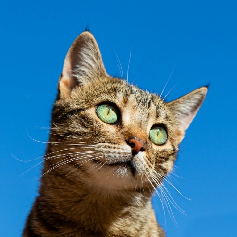 Ear Mites in Cats Ears: Symptoms, Treatment & Care