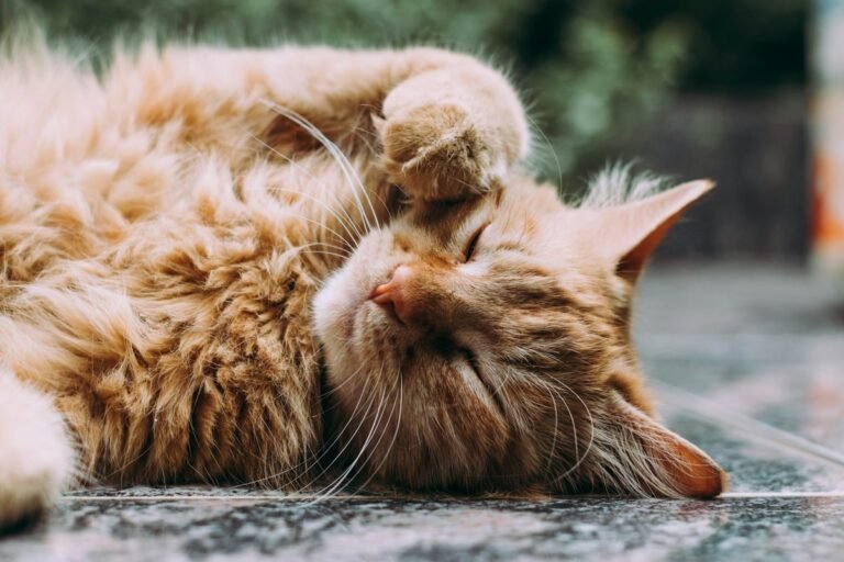 Revolution for Cats: Dosage Chart, Uses & Safety