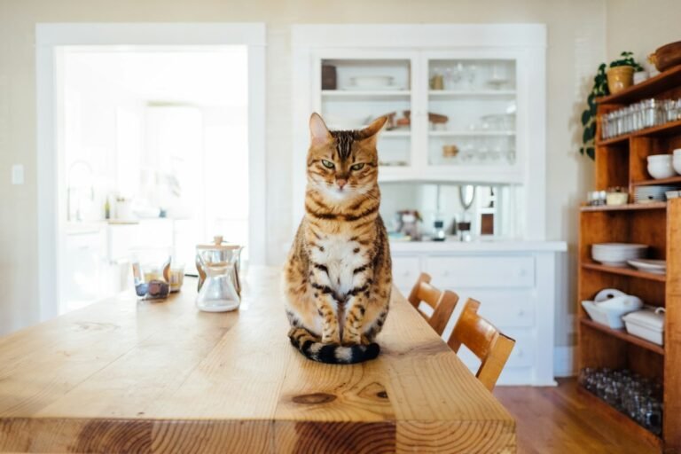Ringworm in Cats: Signs, Treatment & Home Cleaning