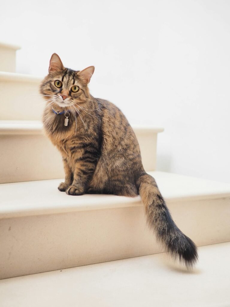 Why Does My Cat Bite Me? 7 Reasons Explained